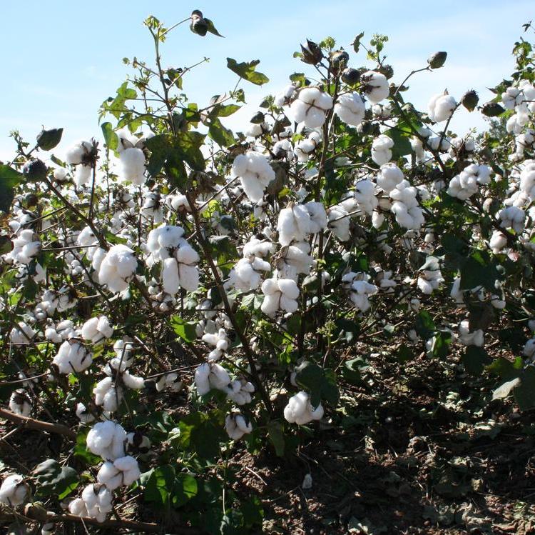 Georgia cotton growers asked to complete survey